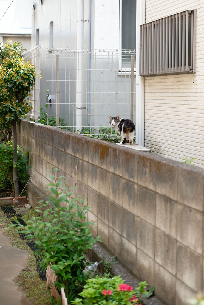 振り向く猫