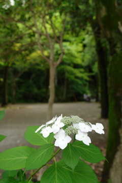 白い紫陽花