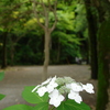 白い紫陽花