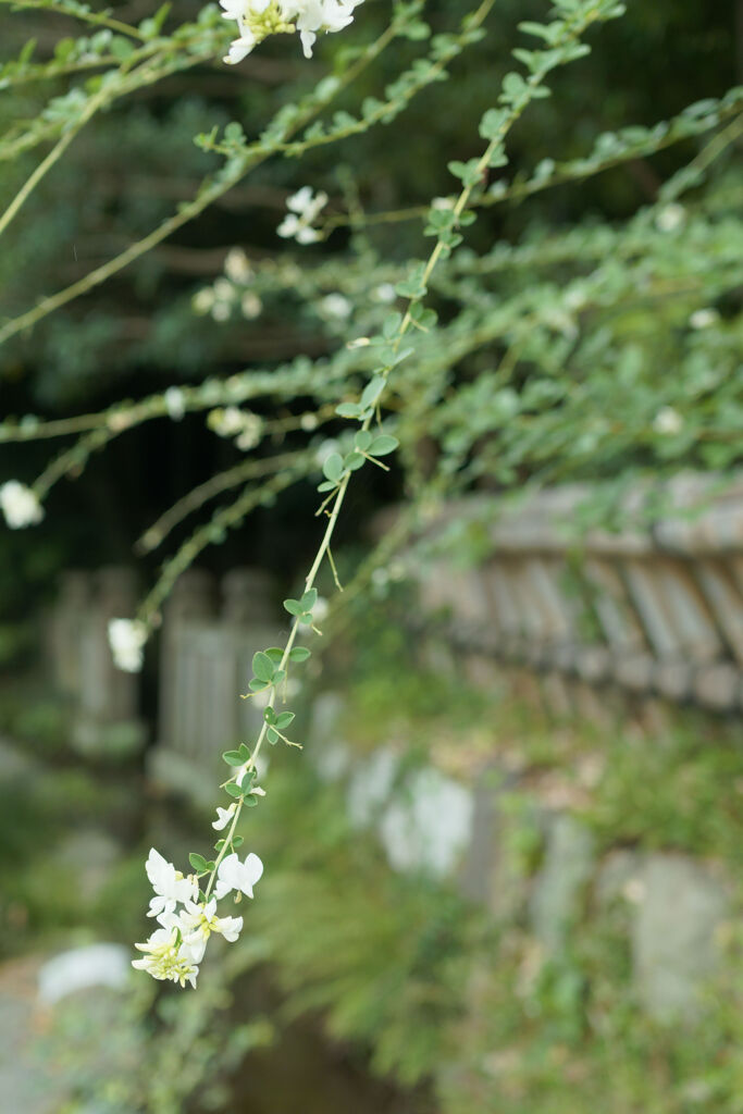 水路に咲く