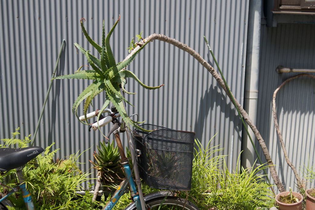 襲い掛かる