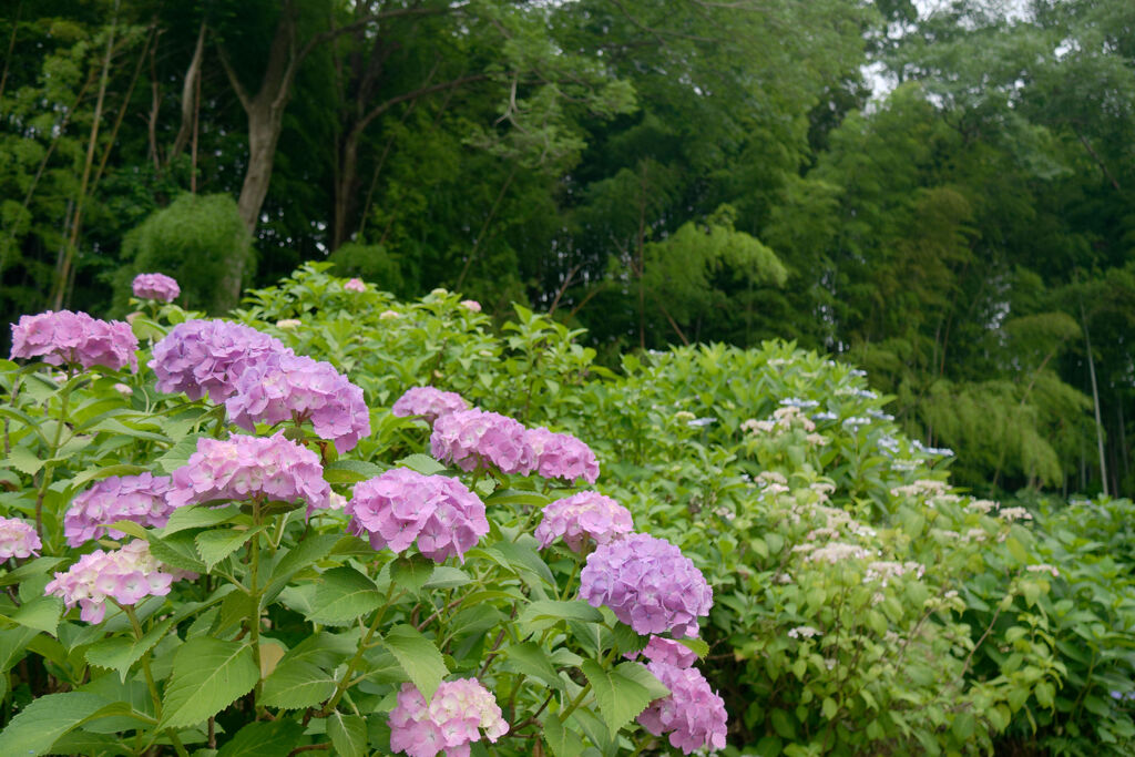 竹林の紫陽花