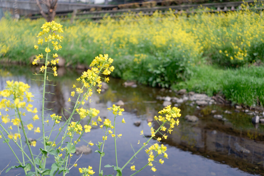 川辺の菜の花