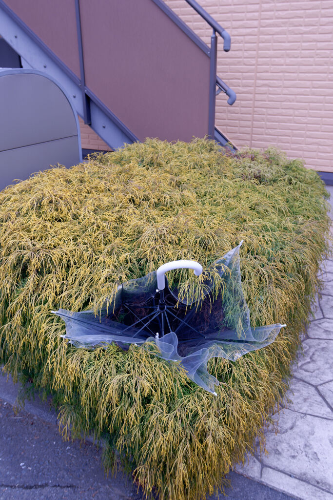 植え込みに傘