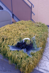 植え込みに傘