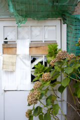 枯紫陽花と白扉