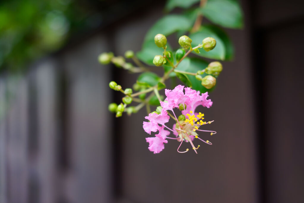 板塀に百日紅