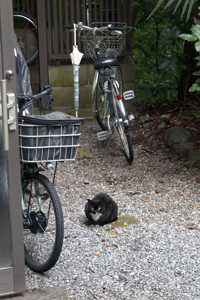 猫と自転車