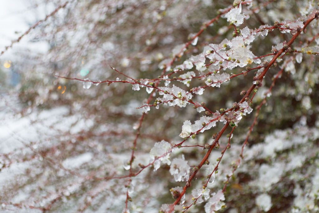 氷の花