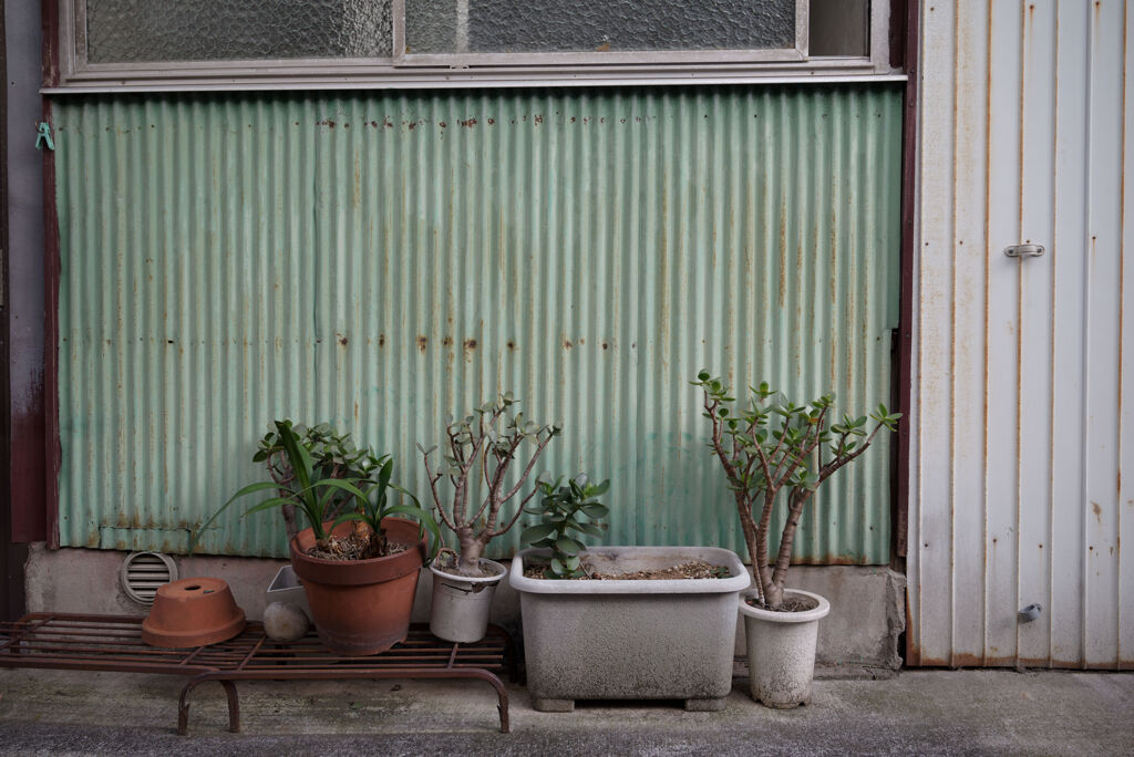 鉢植たち