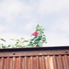 錆び壁に薔薇