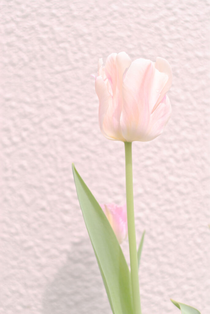 チューリップ