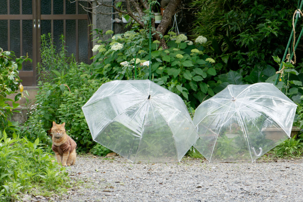 猫と傘