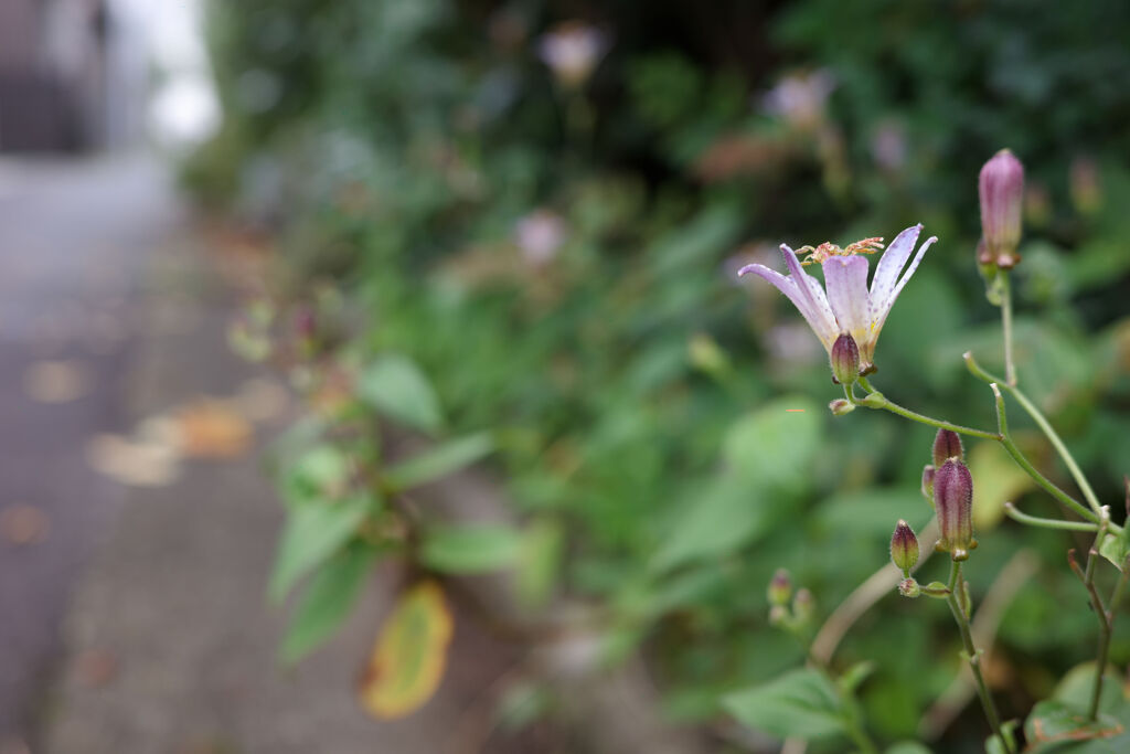 路地に咲く