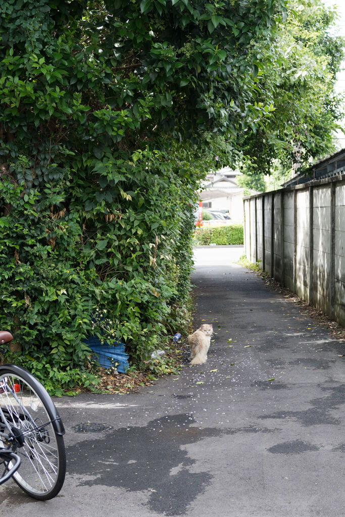 見返り猫さん