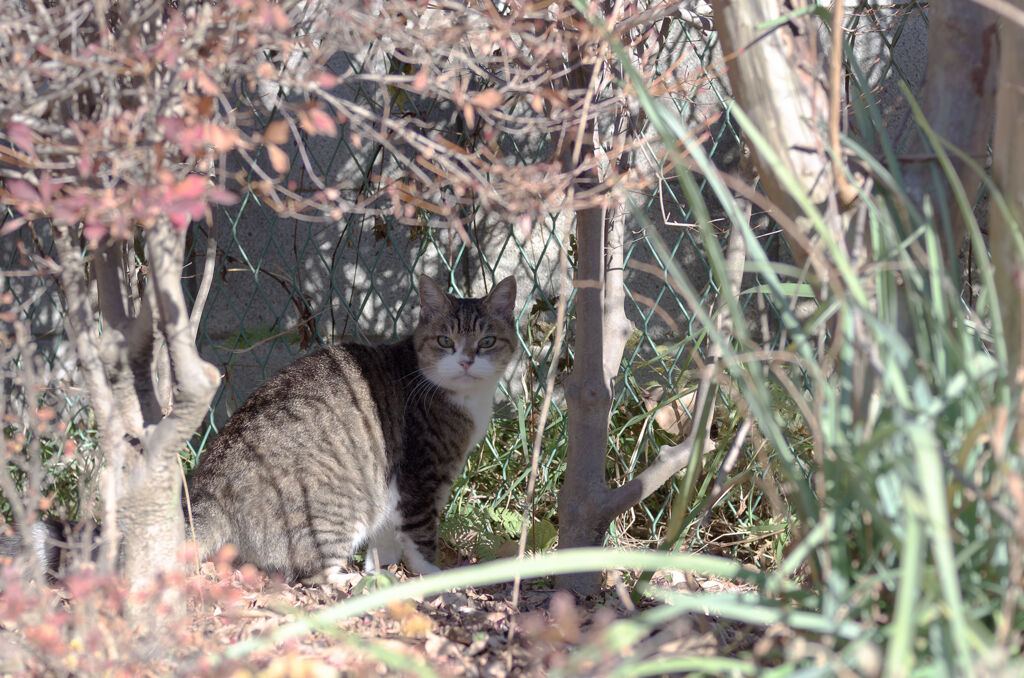 茂みの猫