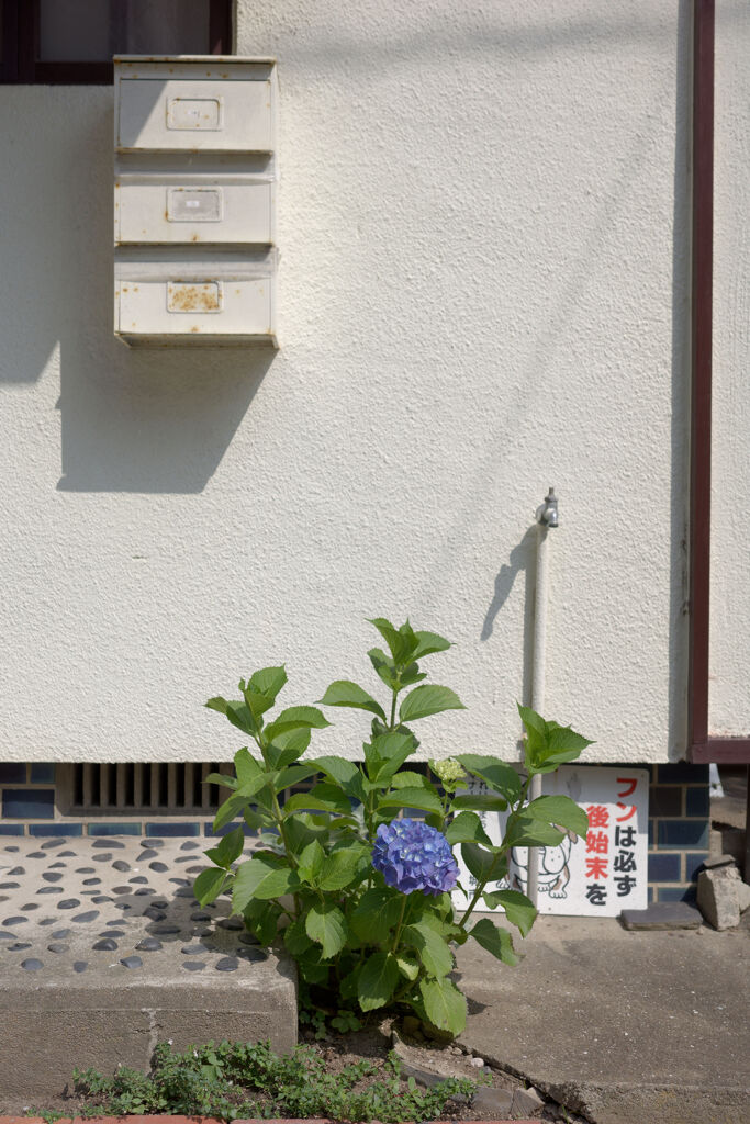 紫陽花