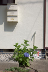 紫陽花
