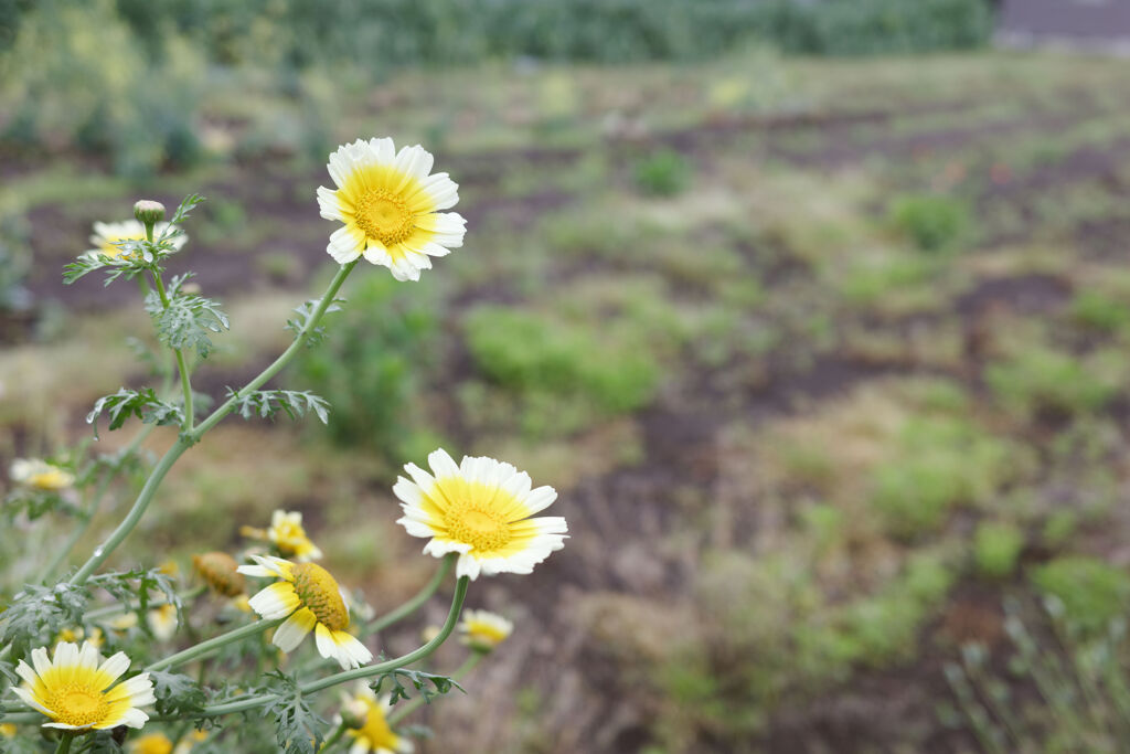 畑に咲く花