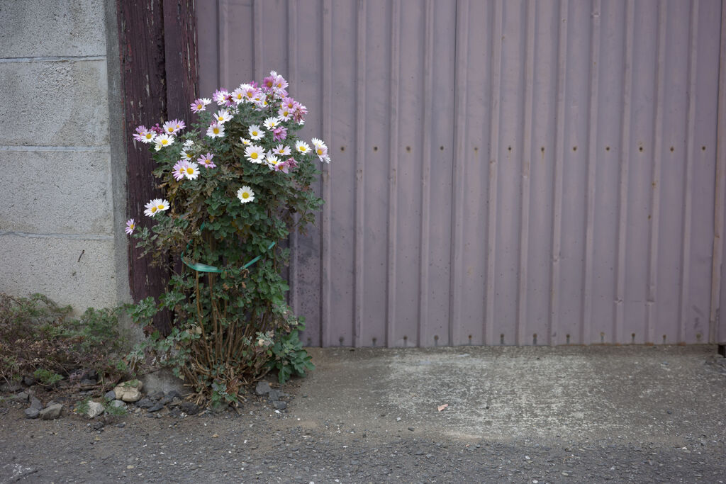 花束