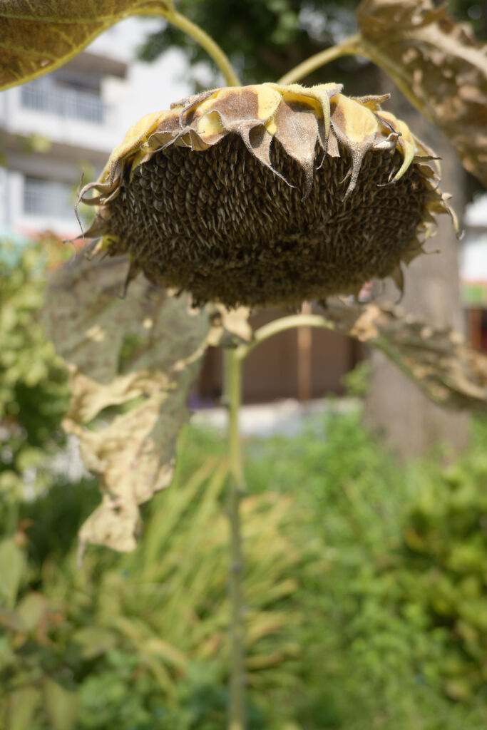 終焉