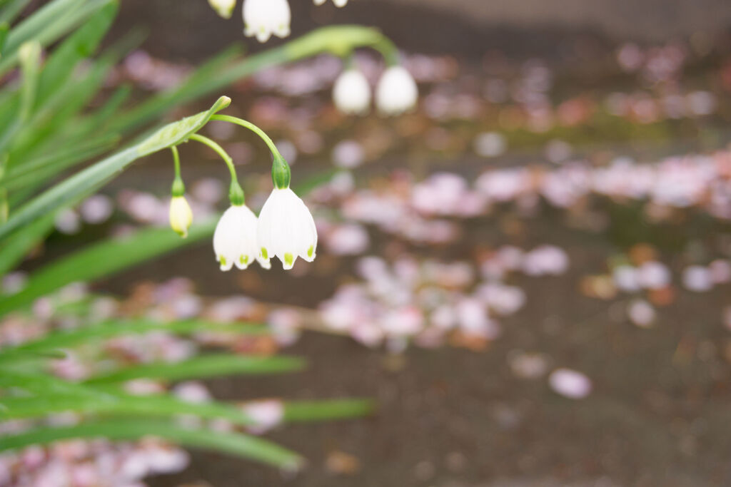 桜は散って