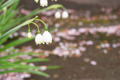 桜は散って