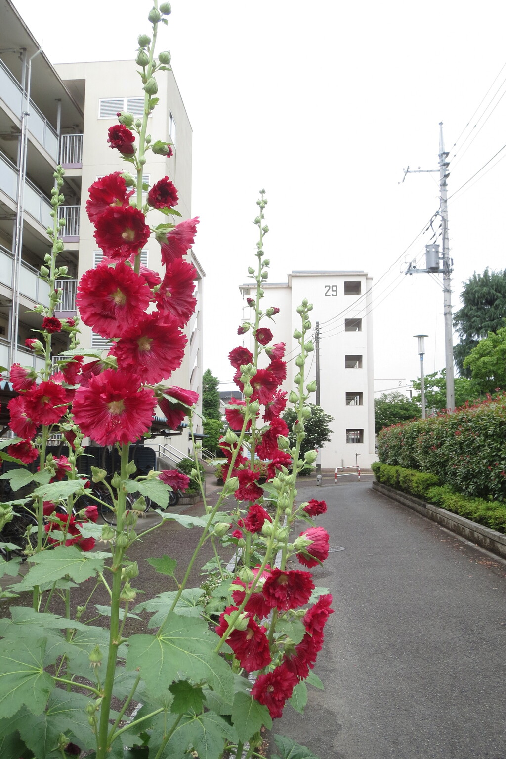 団地花景-1