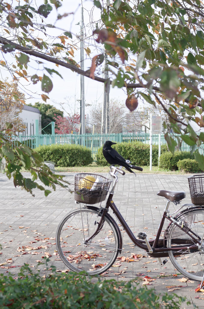 カラスと自転車