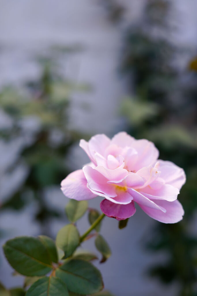 薔薇