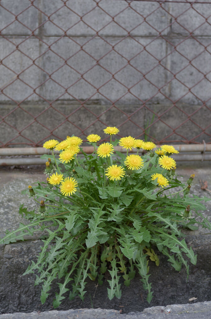 花束