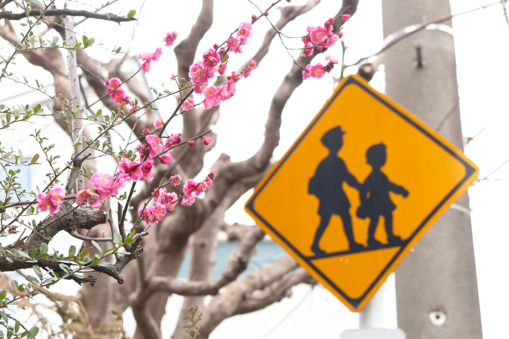通学路の梅