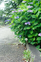 綿毛と紫陽花