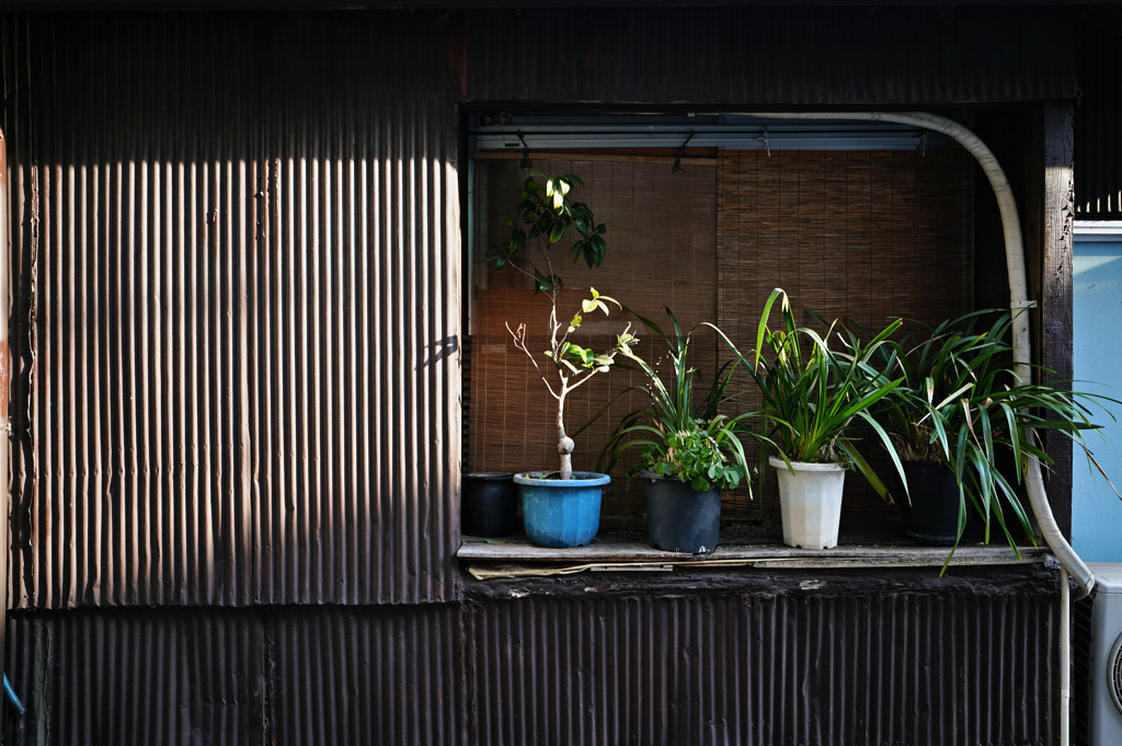 鉢植え