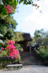 深大寺の百日紅