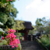 深大寺の百日紅