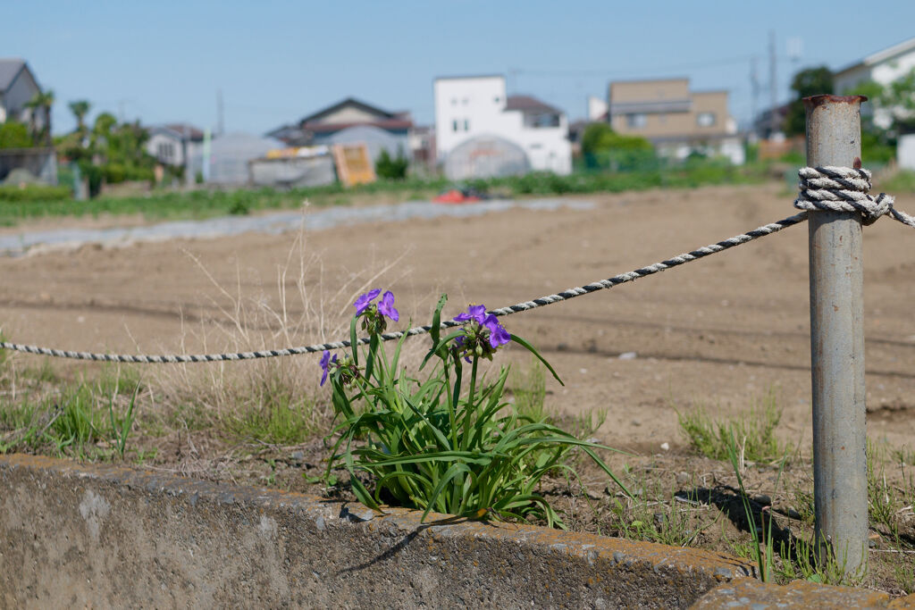 畑に咲く