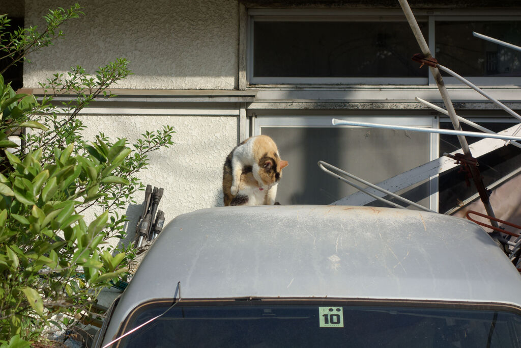 毛づくろい