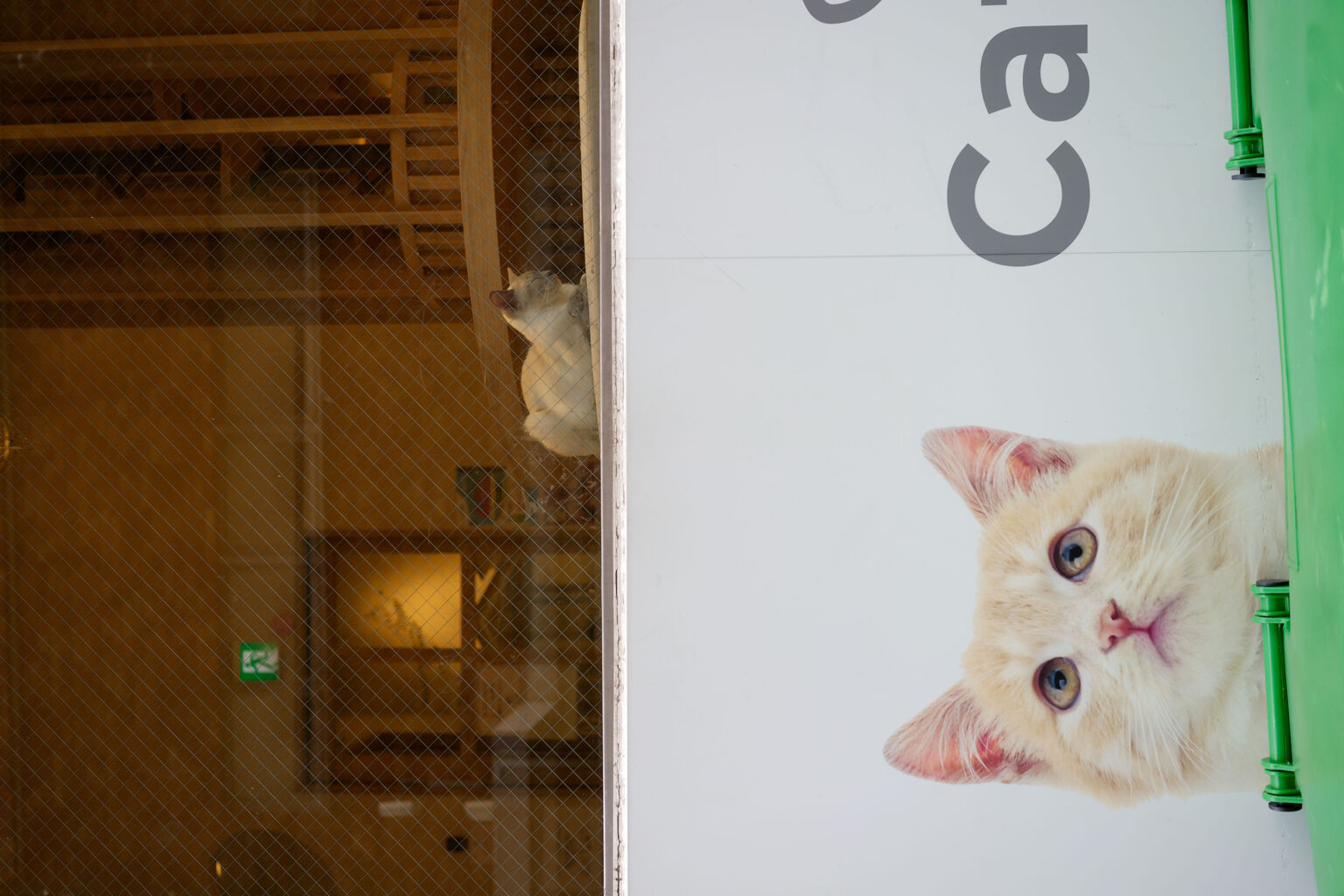 そこにいるにゃん