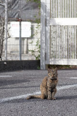 錆猫