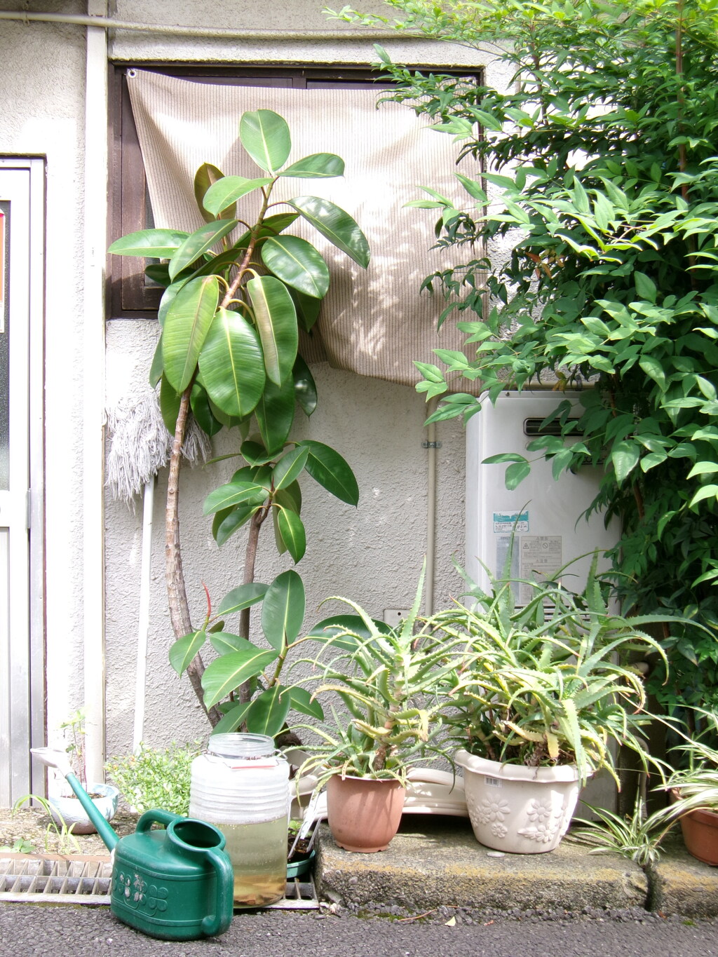 鉢植え達