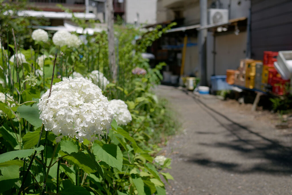紫陽花の咲く小路