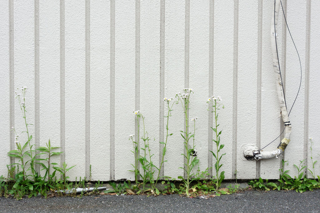 白壁に