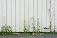 白壁に