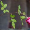 庭先の薔薇