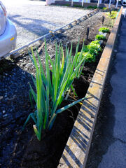 駐車場にネギ