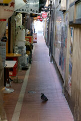 通路の鳩