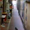 通路の鳩