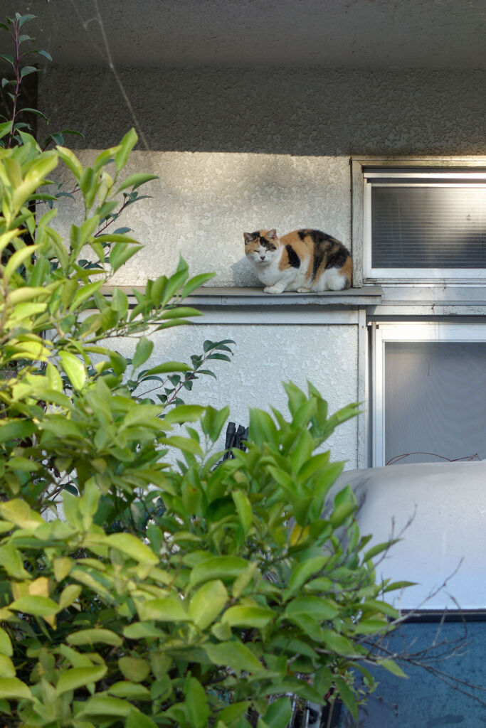 ひさしの猫