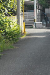 曲がり角の猫